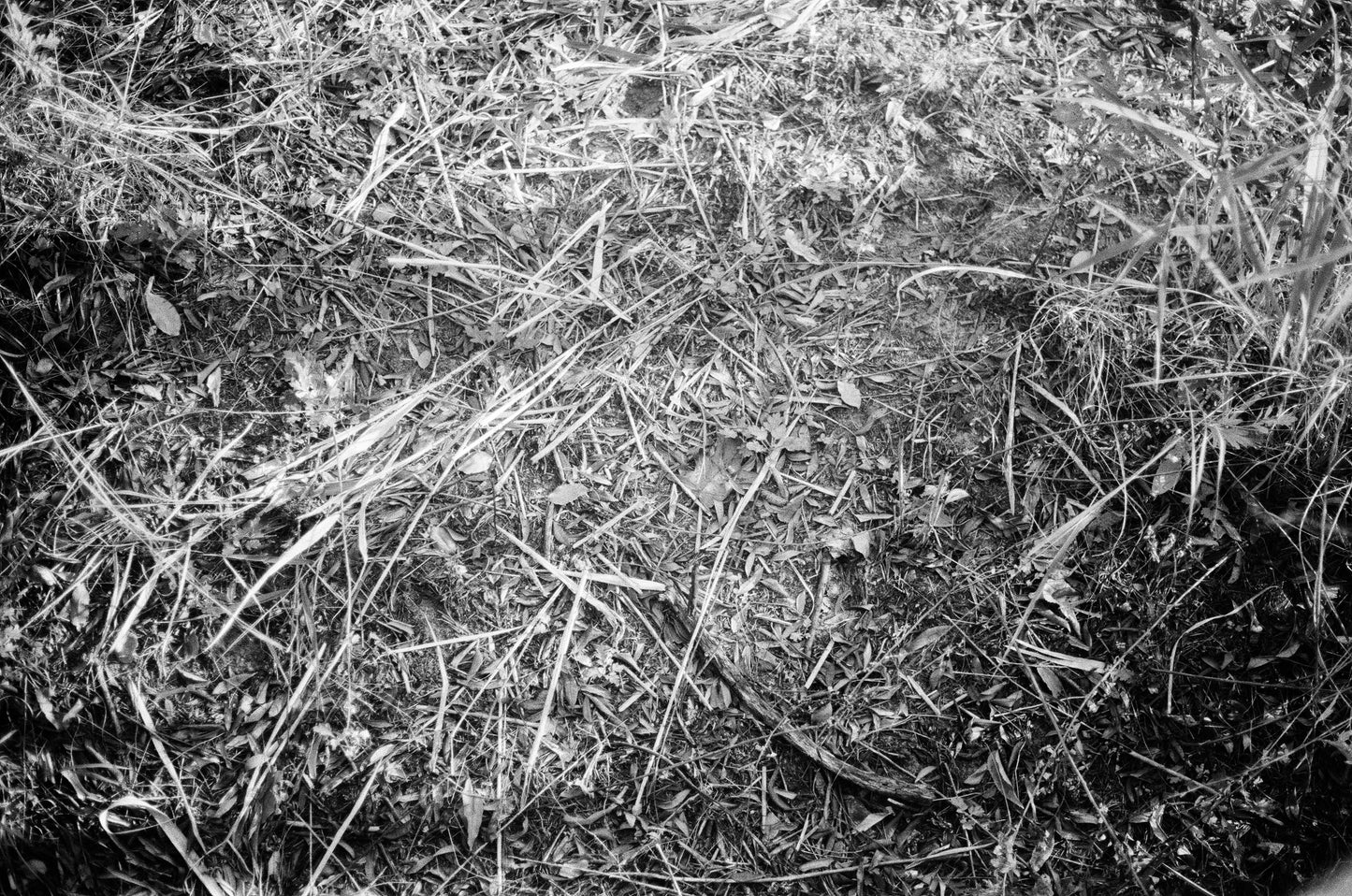 Alondra: In the Shadows, Lives Light