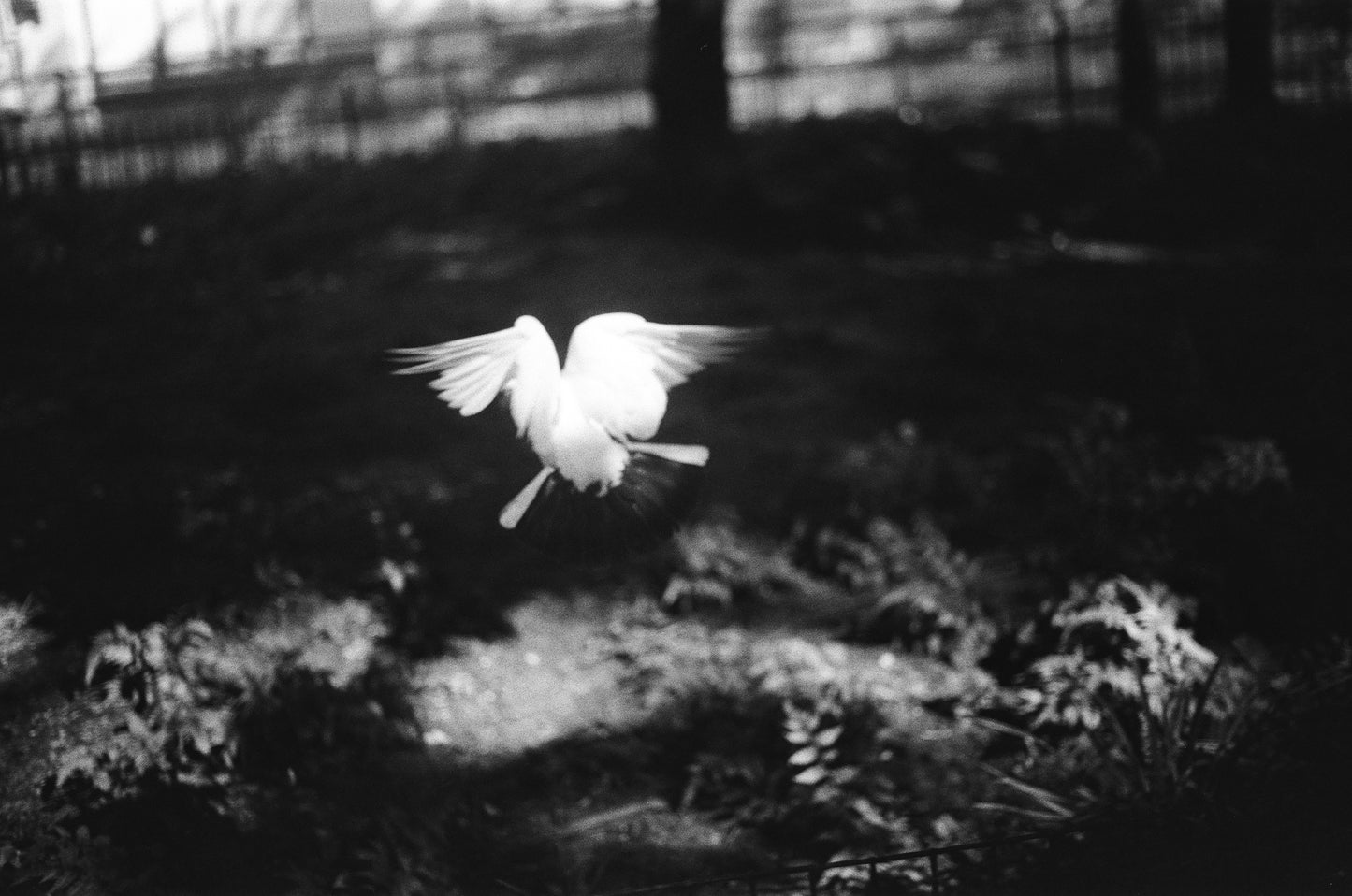 Alondra: In the Shadows, Lives Light