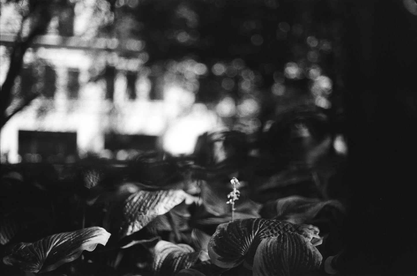 Alondra: In the Shadows, Lives Light