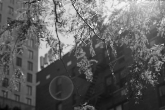 Nyzia: My Journey Through The Grey