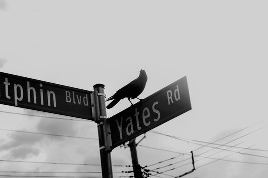 Nyzia: My Journey Through The Grey