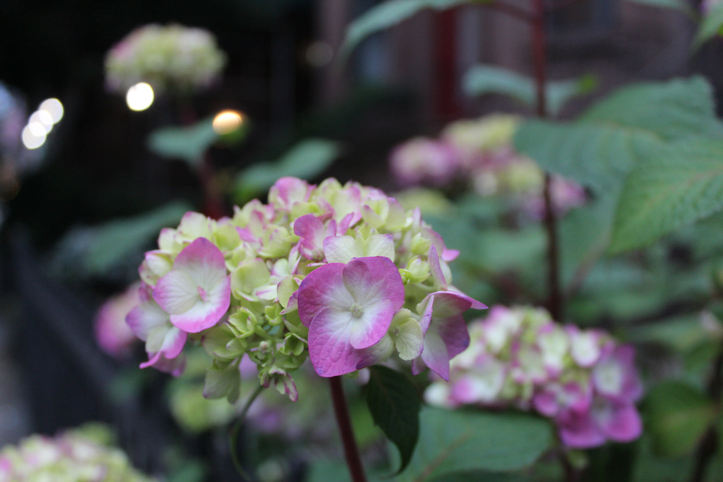 Eliza: Photography as Healing